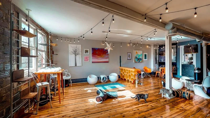 Adoptable cats relax in a North Carolina cat cafe lounge