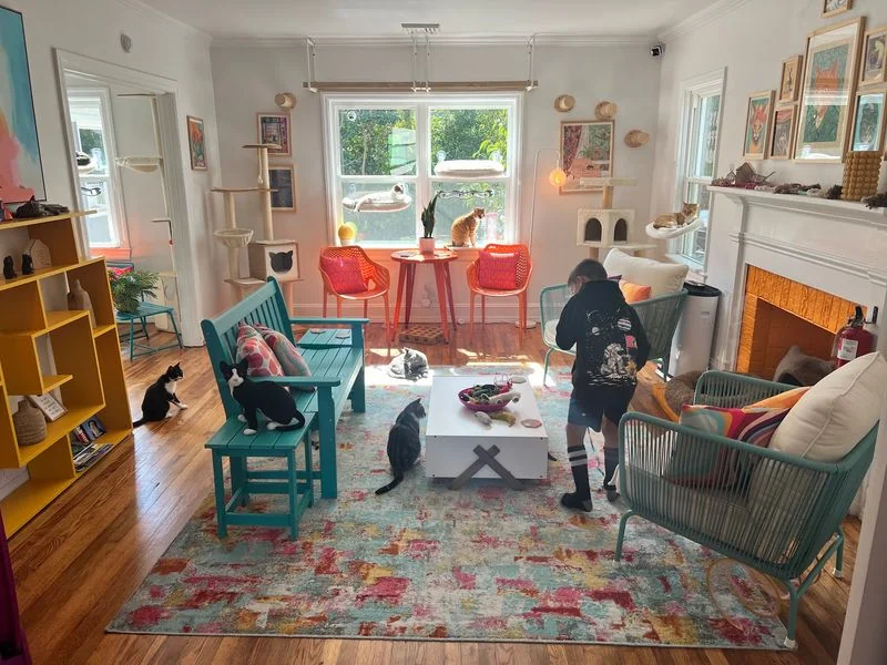 Guest meets resident cats at a North Carolina cat lounge