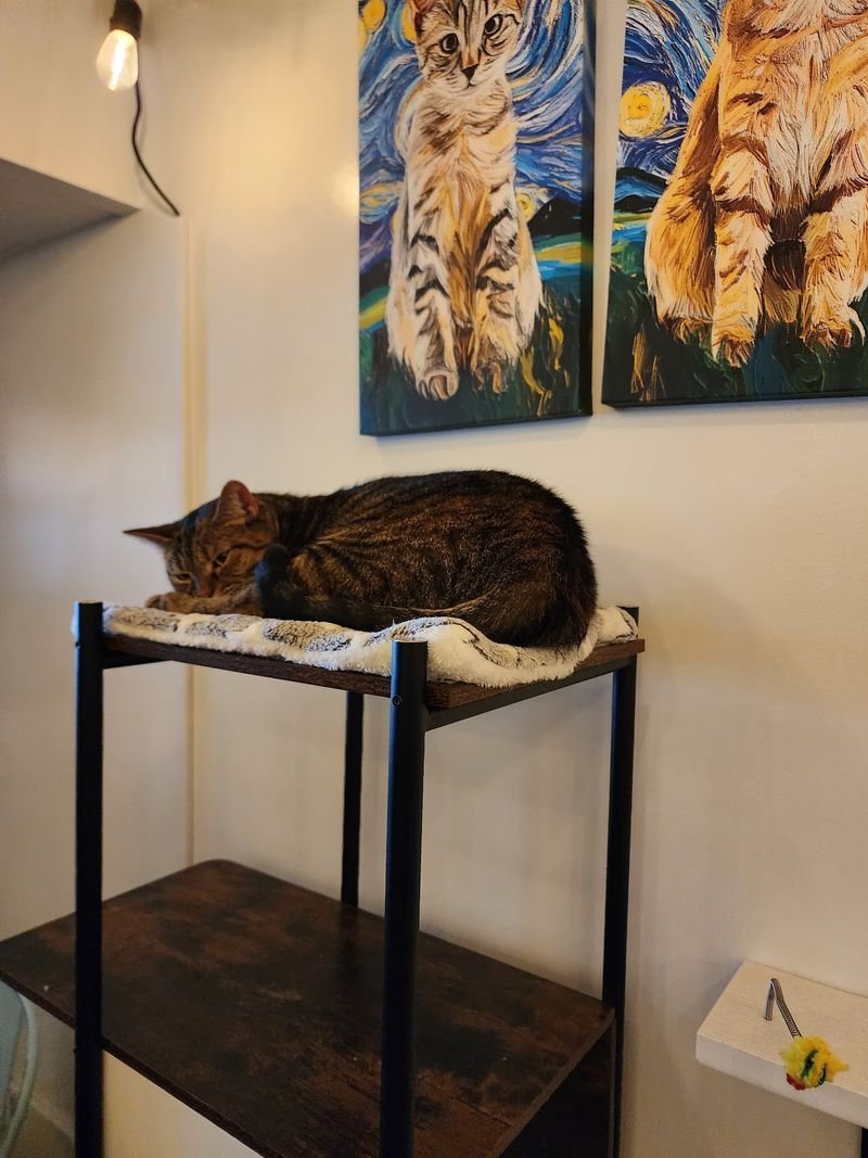 Cats at play in a cage-free cat cafe lounge